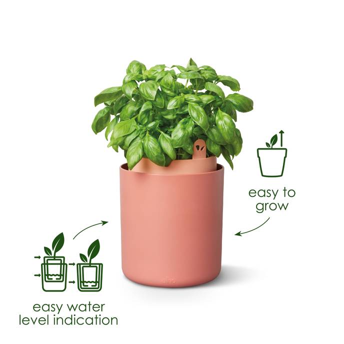 bouncy basil leaf green